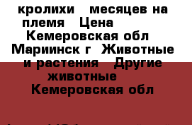 кролихи 7 месяцев на племя › Цена ­ 1 000 - Кемеровская обл., Мариинск г. Животные и растения » Другие животные   . Кемеровская обл.